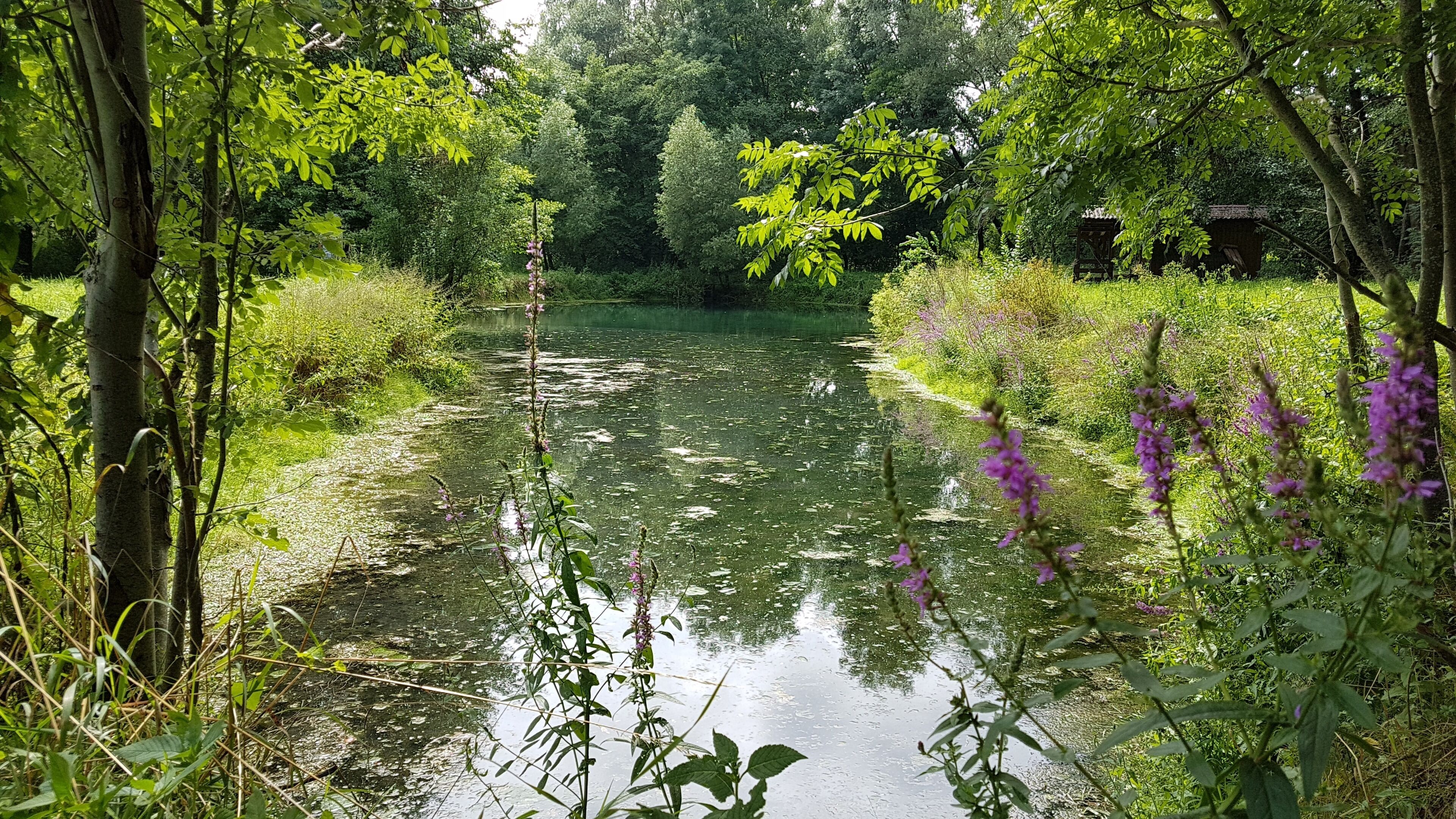 Ein kleiner See neben dem Wittigbach im Wittigbachtal bei Zimmern, einem Stadtteil von Grünsfeld.