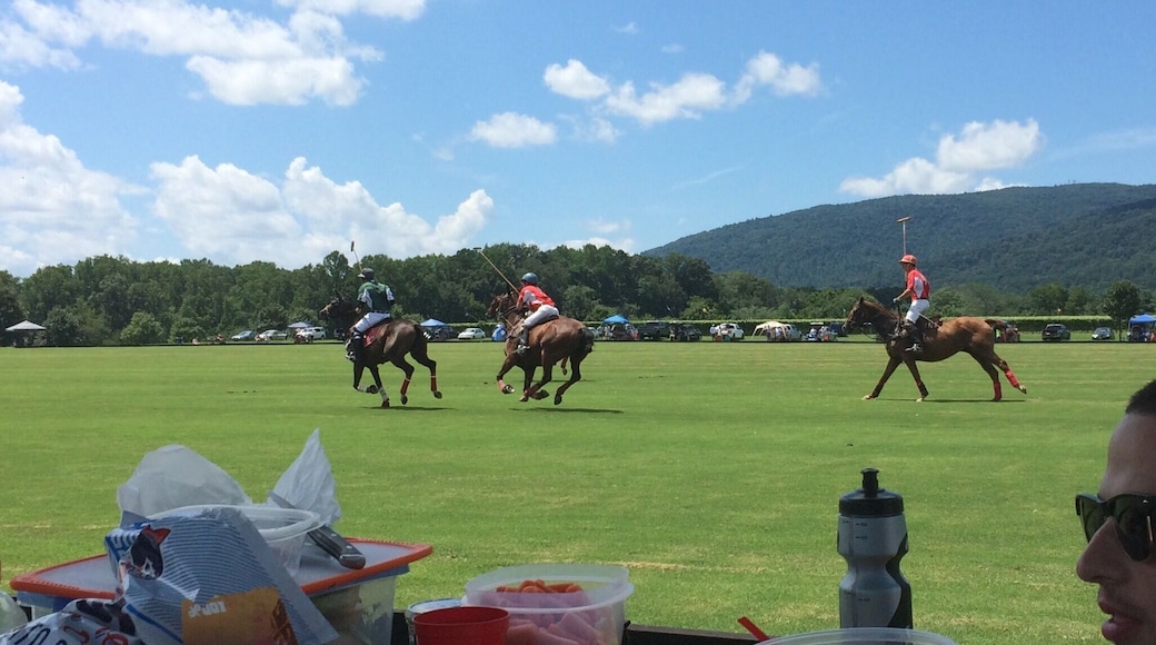 One of the Charlottesville area vineyards has free polo matches every Sunday in the summer. Everyone brings food, a tent, buys some wine and enjoys the match! #EndlessSummer