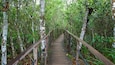 A wooden boardwalk through a dense forest with birch trees.