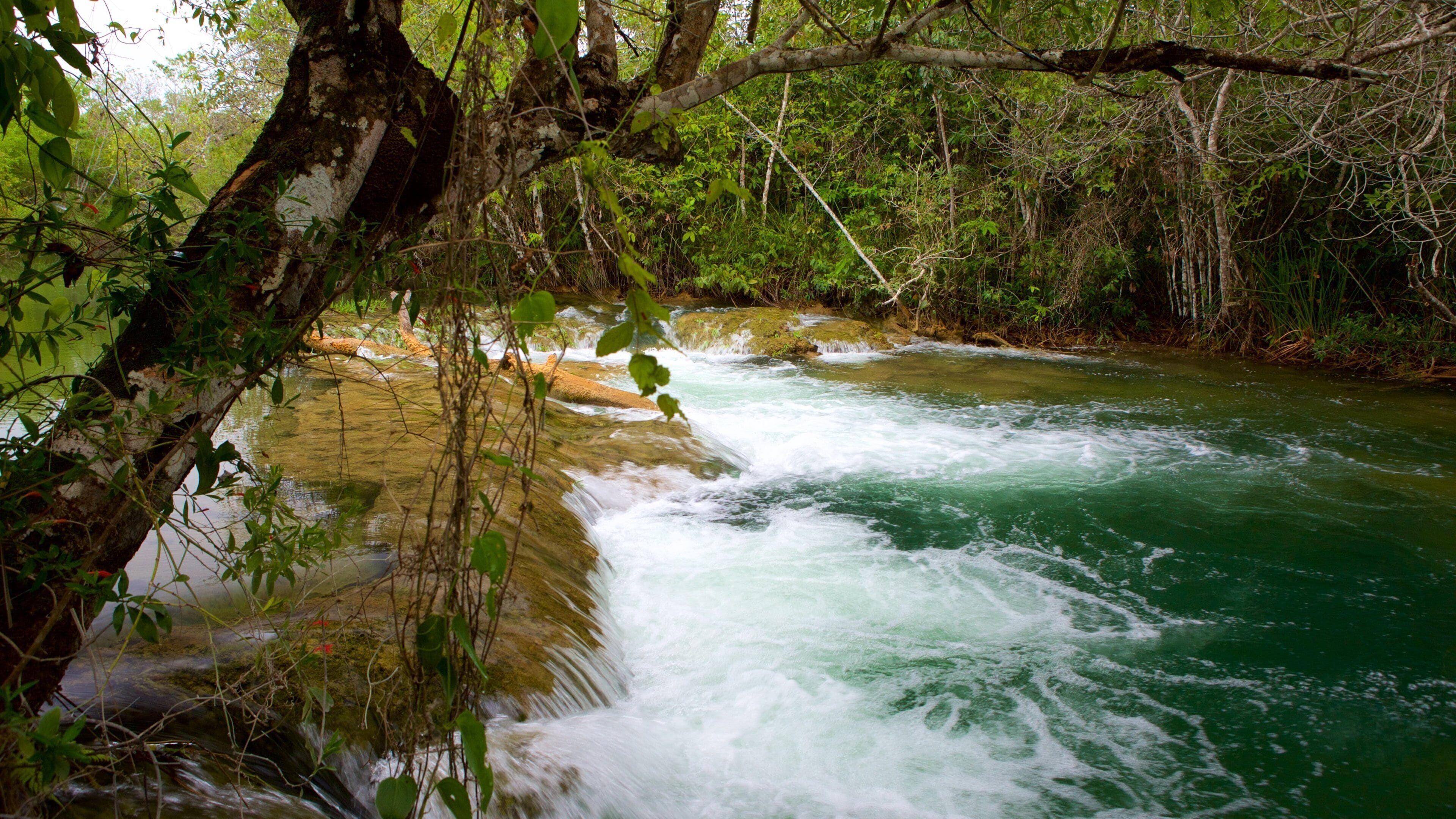 Formosa River Ecological Park showing mangroves, rainforest and a river or creek