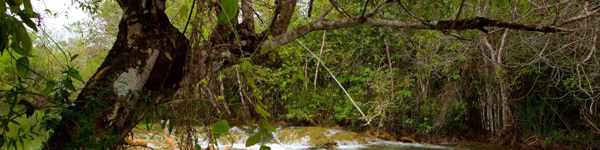 Formosa River Ecological Park showing mangroves, rainforest and a river or creek