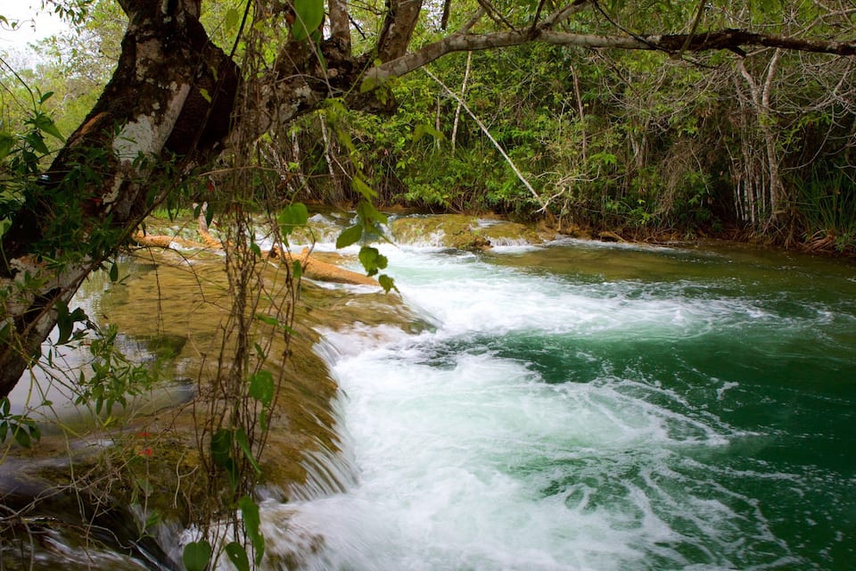 Um rio caudaloso cercado por vegetação densa e árvores.