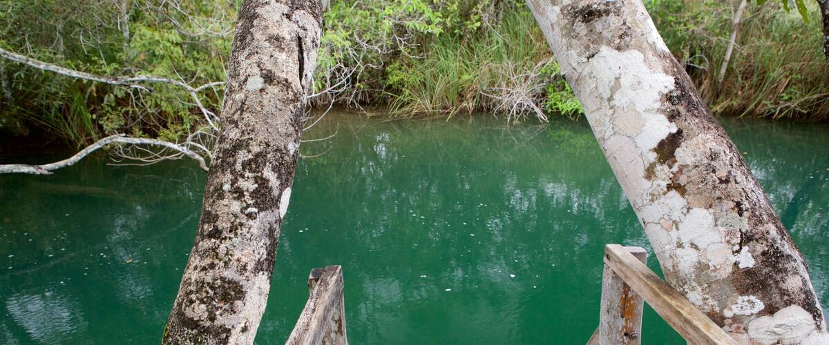 福爾摩沙河生態公園 设有 河流或小溪