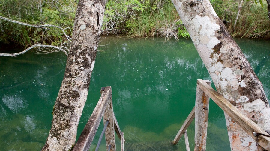 Parque ecológico Rio Formoso ofreciendo un río o arroyo