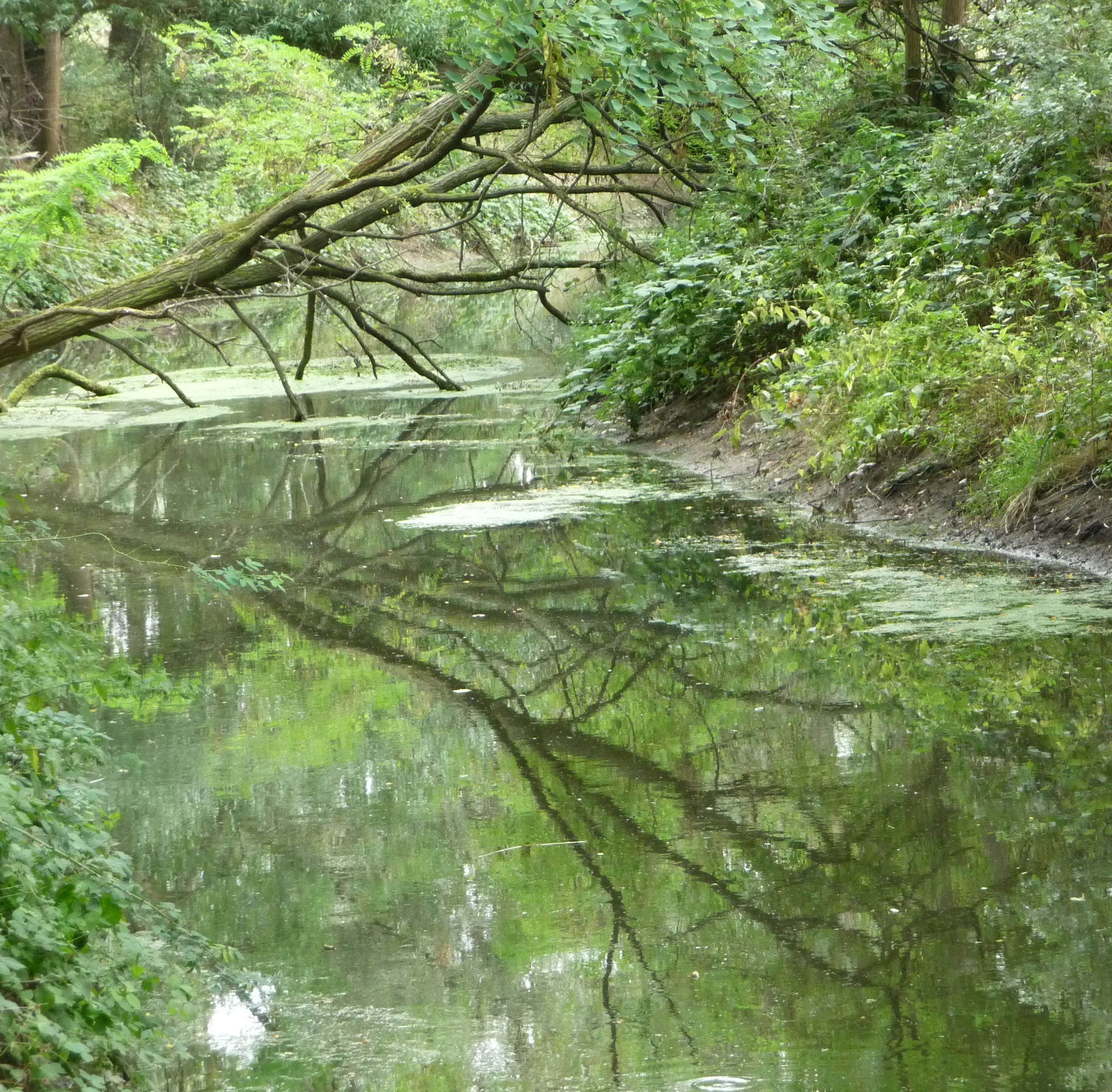 A calm river with overhanging branches and lush greenery.
