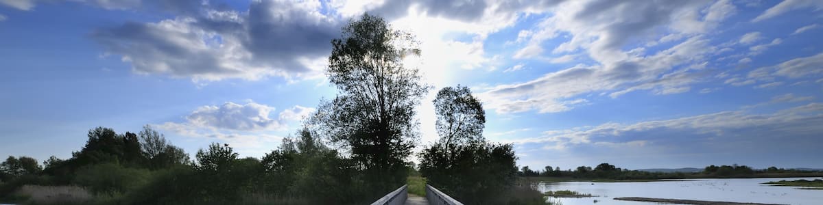 A wooden bridge over calm water with a clear sky and trees in the background.