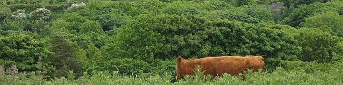 Tam's Loup Quarry One of several big whinstone quarries around the Harthill area. The M8 runs through the middle distance along with the former A8. Both are hidden by trees.