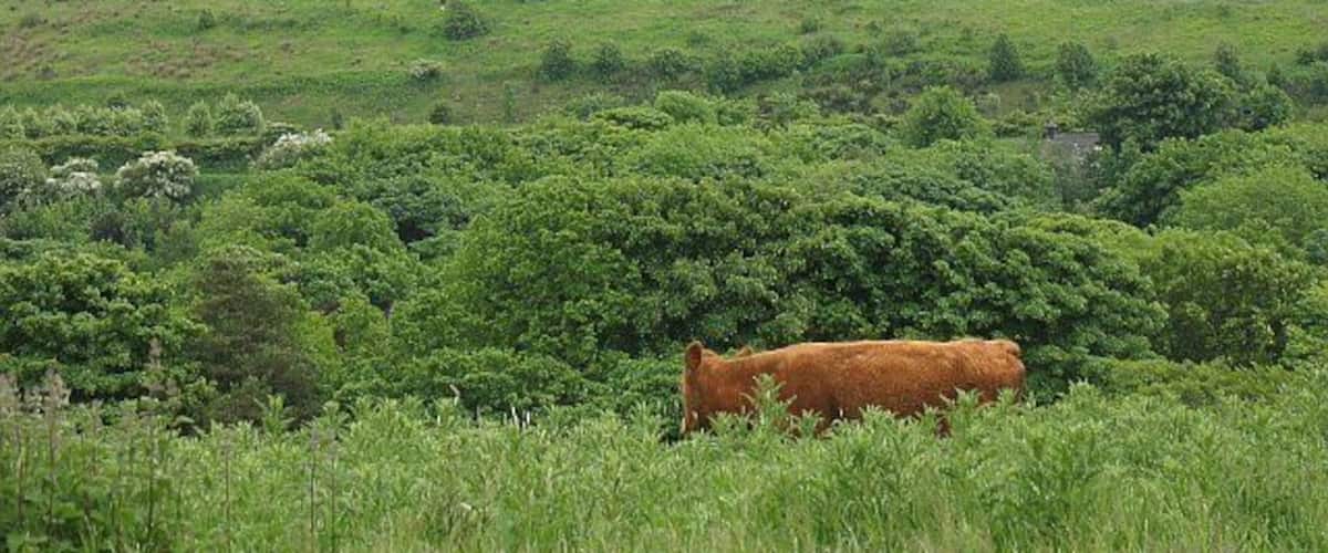 Tam's Loup Quarry One of several big whinstone quarries around the Harthill area. The M8 runs through the middle distance along with the former A8. Both are hidden by trees.