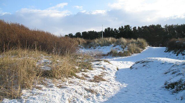 Longniddry Bents Dunes at No.2 Carpark, Longniddry Bents. The thin strip of dunes has fallen victim to rampant buckthorn growth. This invasive weed was showing its benign side, with the berries feeding many birds that were struggling to find food in a long period of frost.