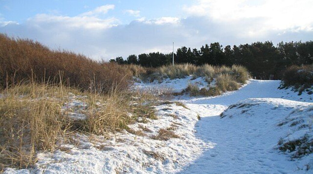 Longniddry Bents Dunes at No.2 Carpark, Longniddry Bents. The thin strip of dunes has fallen victim to rampant buckthorn growth. This invasive weed was showing its benign side, with the berries feeding many birds that were struggling to find food in a long period of frost.