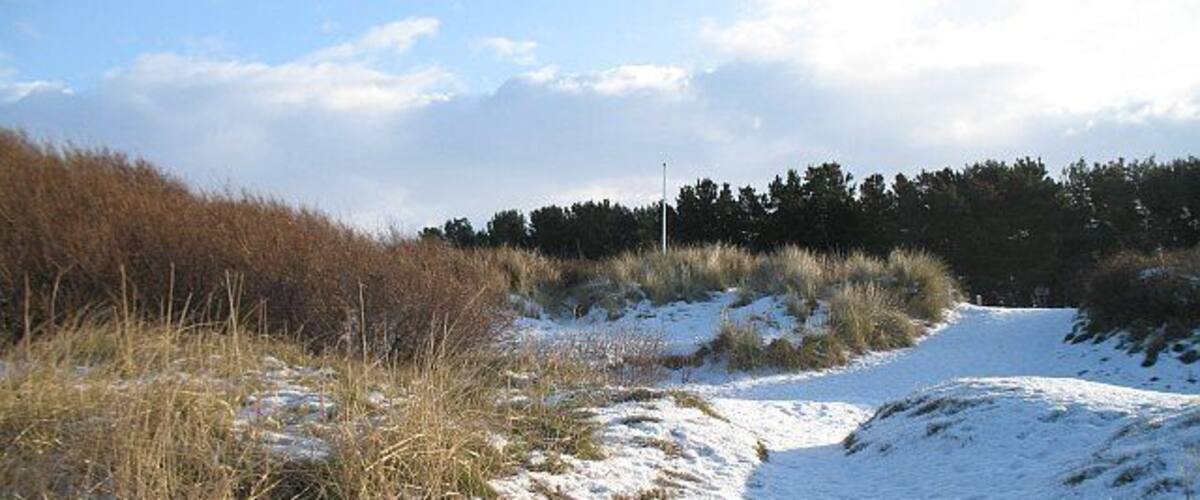 Longniddry Bents Dunes at No.2 Carpark, Longniddry Bents. The thin strip of dunes has fallen victim to rampant buckthorn growth. This invasive weed was showing its benign side, with the berries feeding many birds that were struggling to find food in a long period of frost.