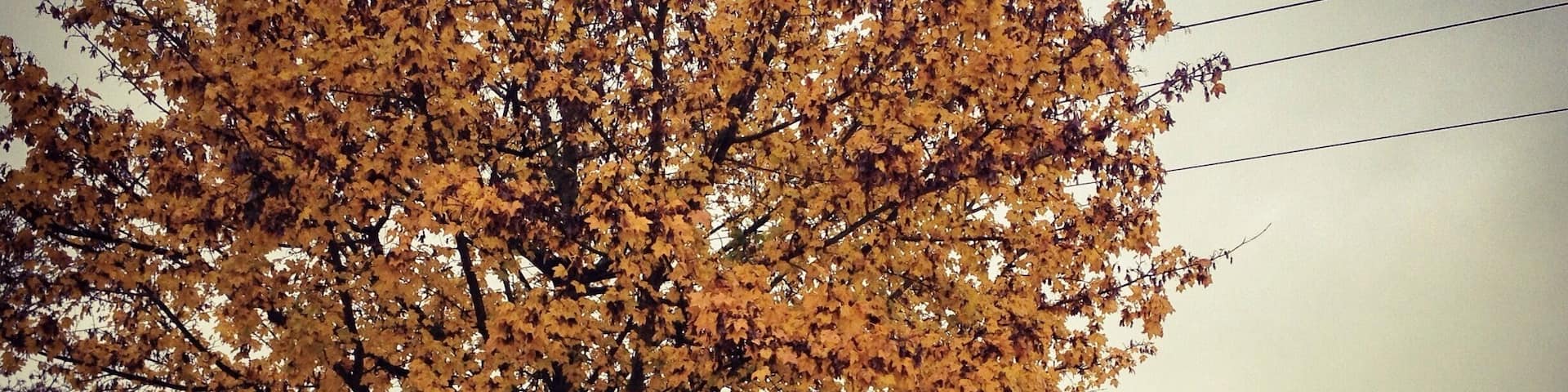Biking on the autumn leaves