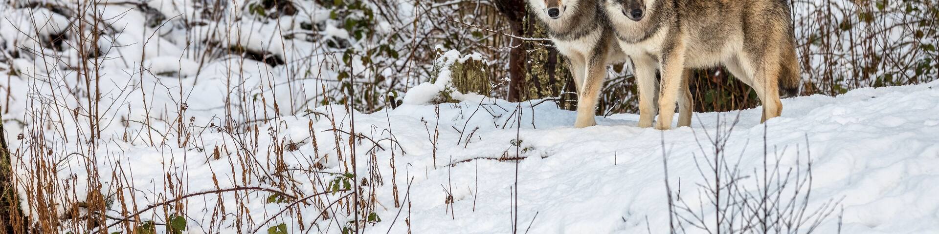 two beautiful grey wolves, Canis lupus, in a winter forest with snow