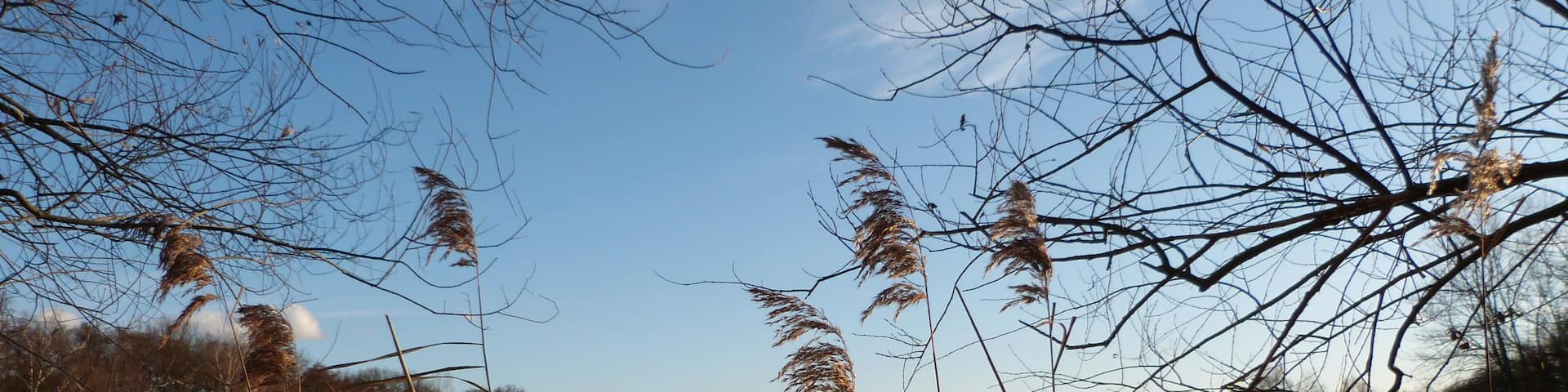 Steinrodsee im Dezember 2011