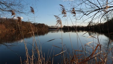 Um lago calmo com gramíneas altas e árvores ao fundo.