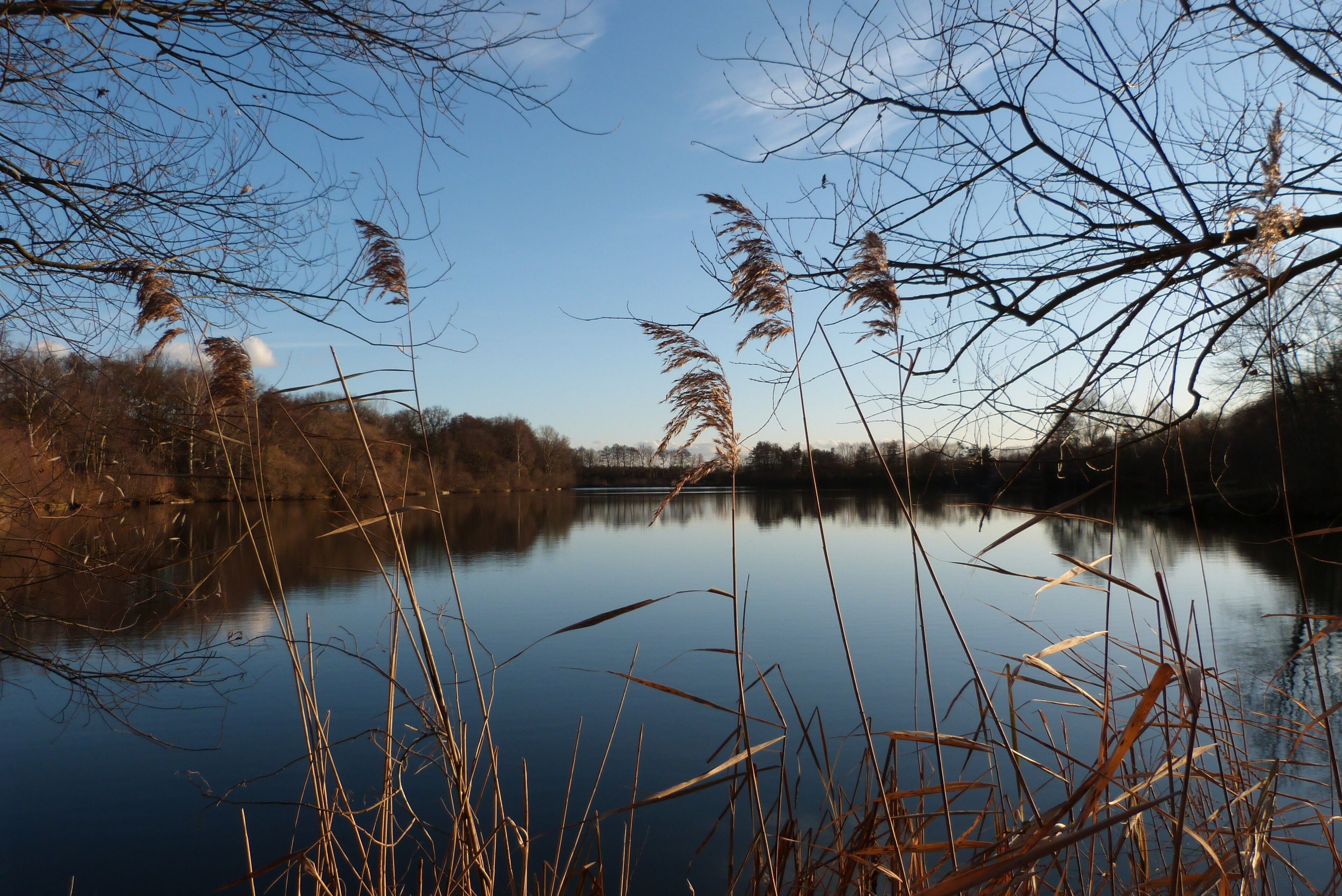 A calm lake with tall grasses and trees in the background.