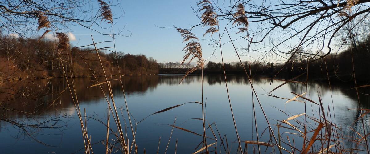 A calm lake with tall grasses and trees in the background.