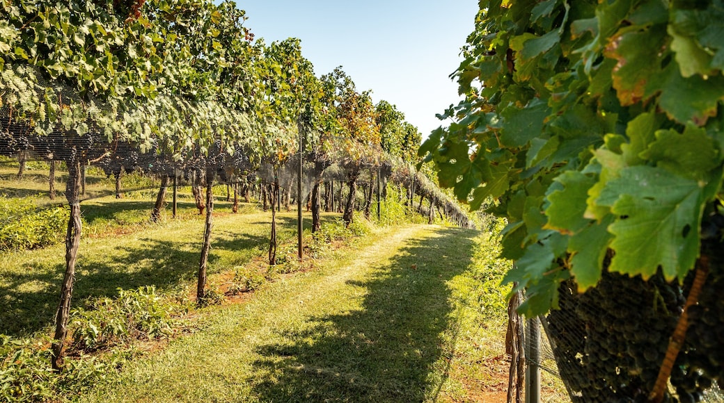 Wolf Mountain Vineyards which includes farmland