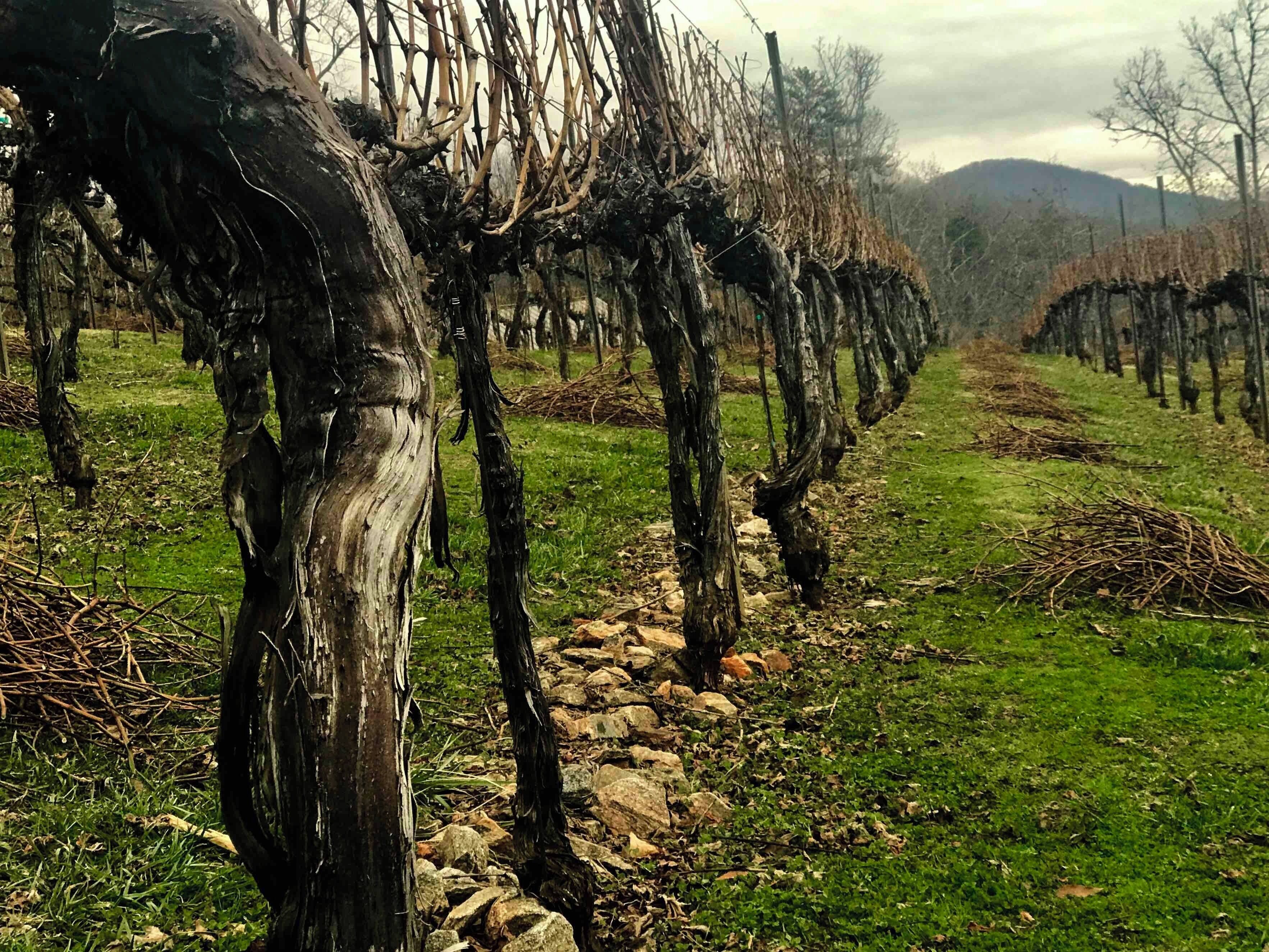 Great wine, beautiful scenery.