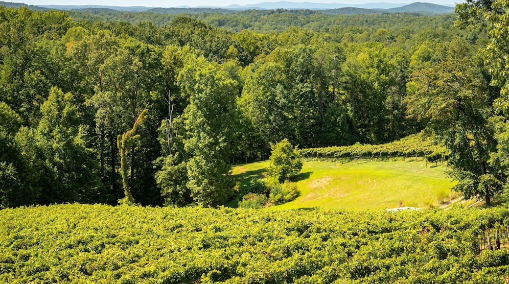 Wolf Mountain Vineyards showing tranquil scenes and landscape views