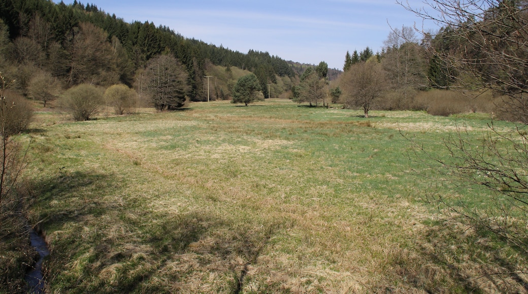 Das Naturschutzgebiet Spessartwiesen nördlich von Wiesthal, Bayern