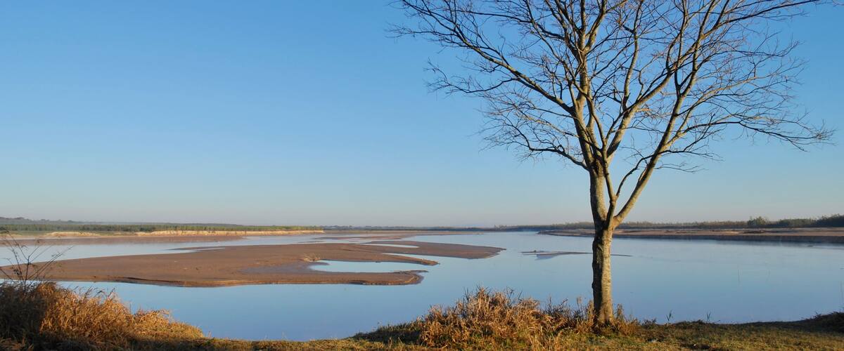A tree by a calm lake with clear skies.