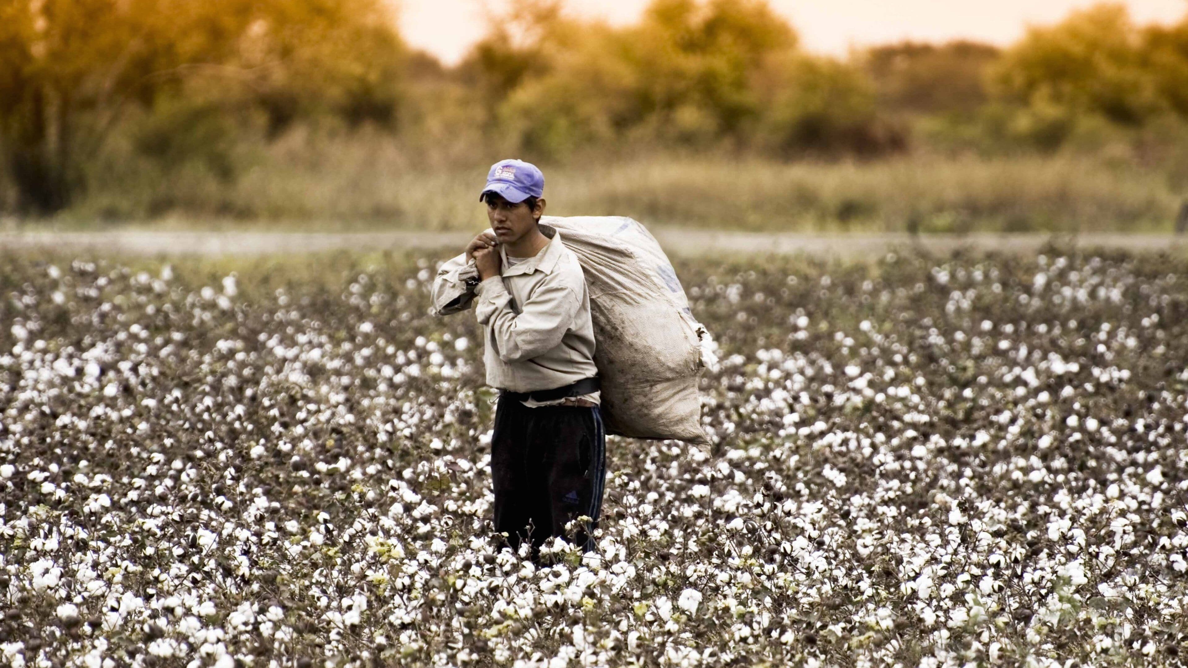 Chaco featuring farmland and flowers as well as an individual male