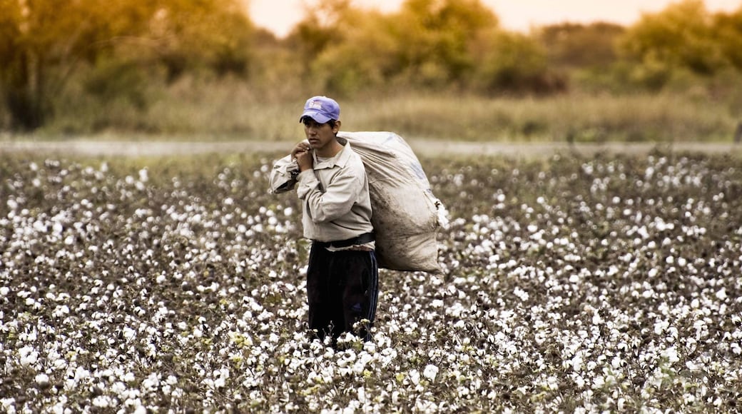 Chaco featuring farmland and flowers as well as an individual male