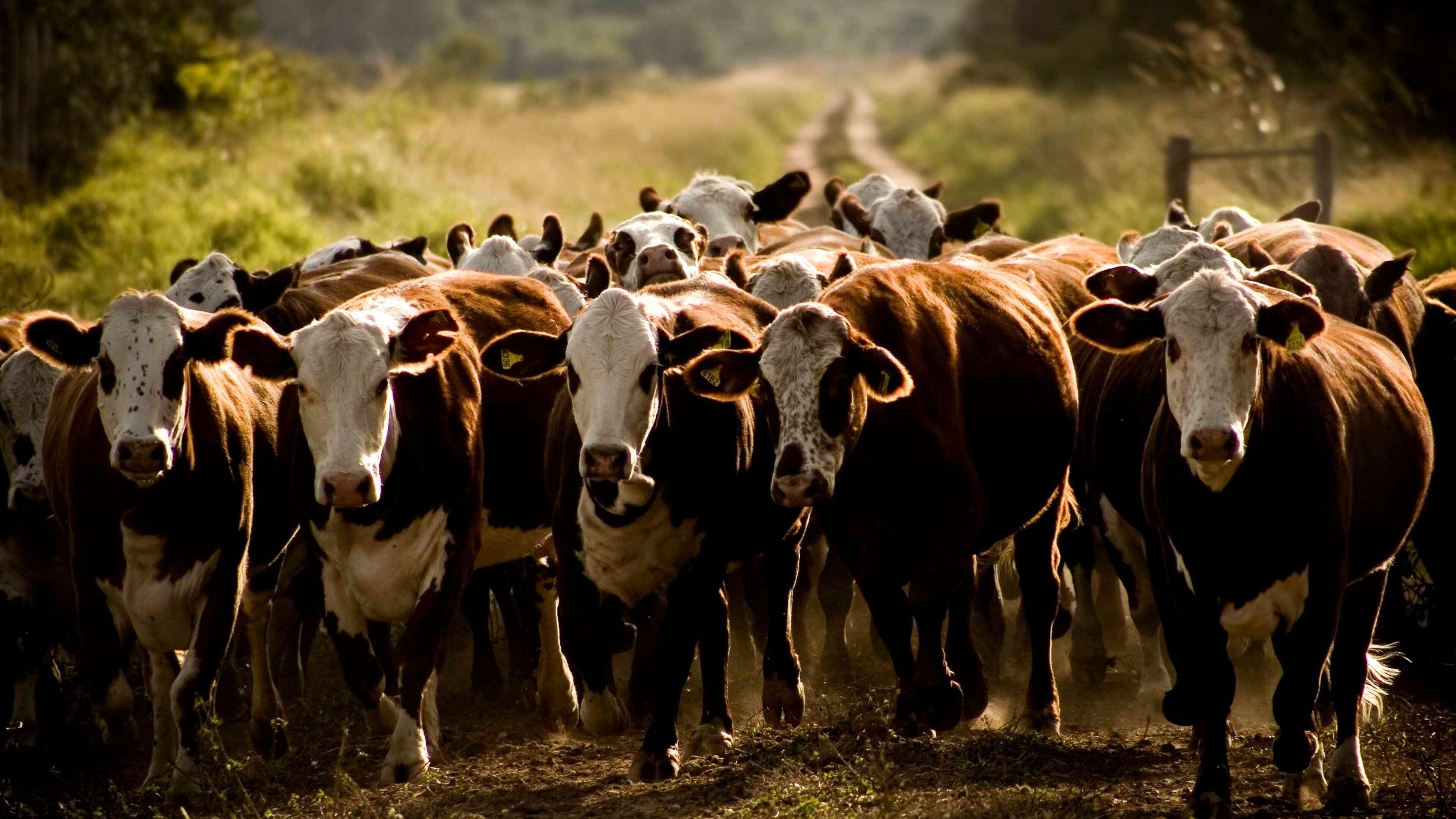 Chaco que incluye tierras de cultivo y animales terrestres