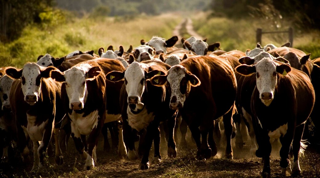 Chaco que incluye tierras de cultivo y animales terrestres