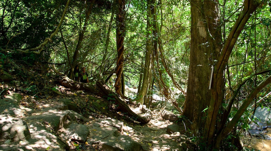 Bang Pae Waterfall showing rainforest