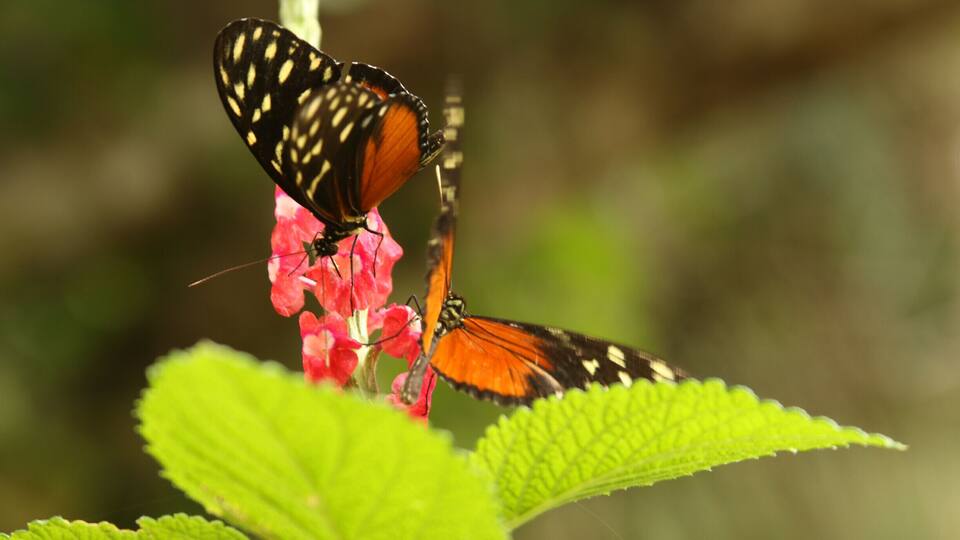 A butterfly on a pink flower with green leaves in the foreground.
