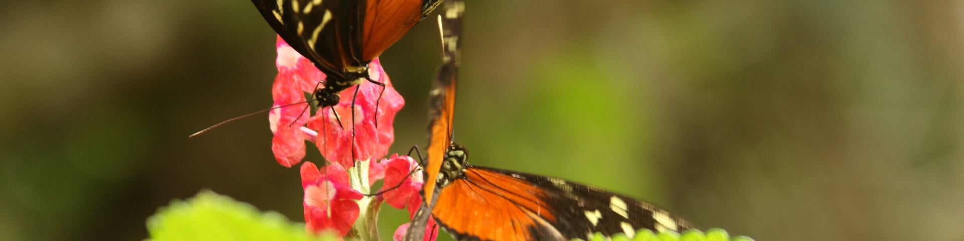 No description is needed