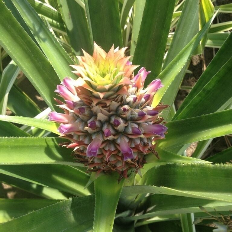Where pineapples become exotic flowers