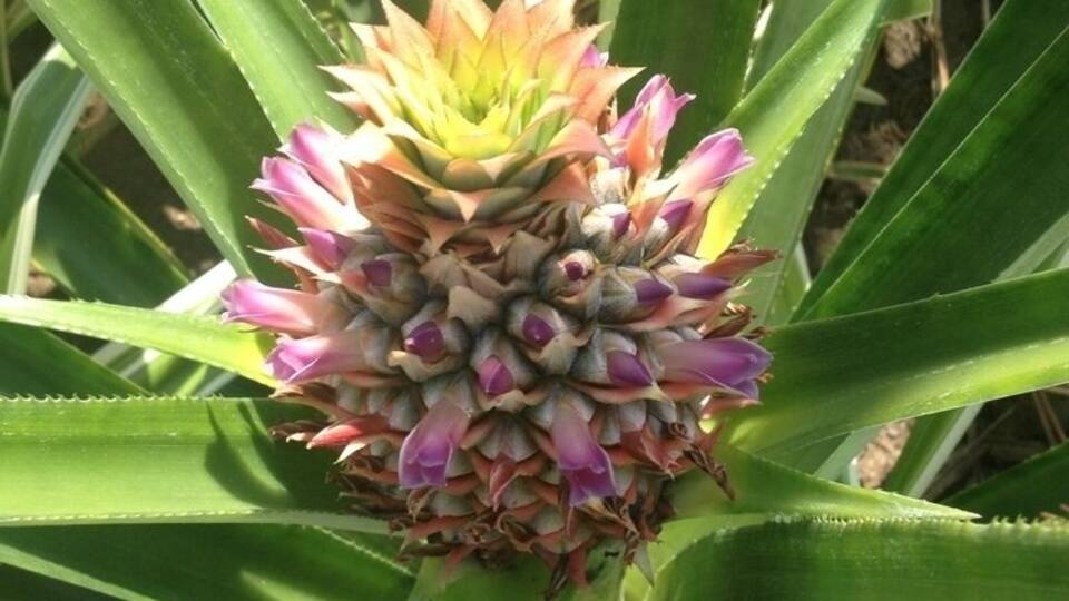 A pineapple plant with green leaves and a developing flower.