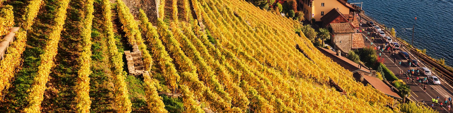 Vineyard terraces at Lake Geneva in autumn, Lavaux, Vaud, Switzerland