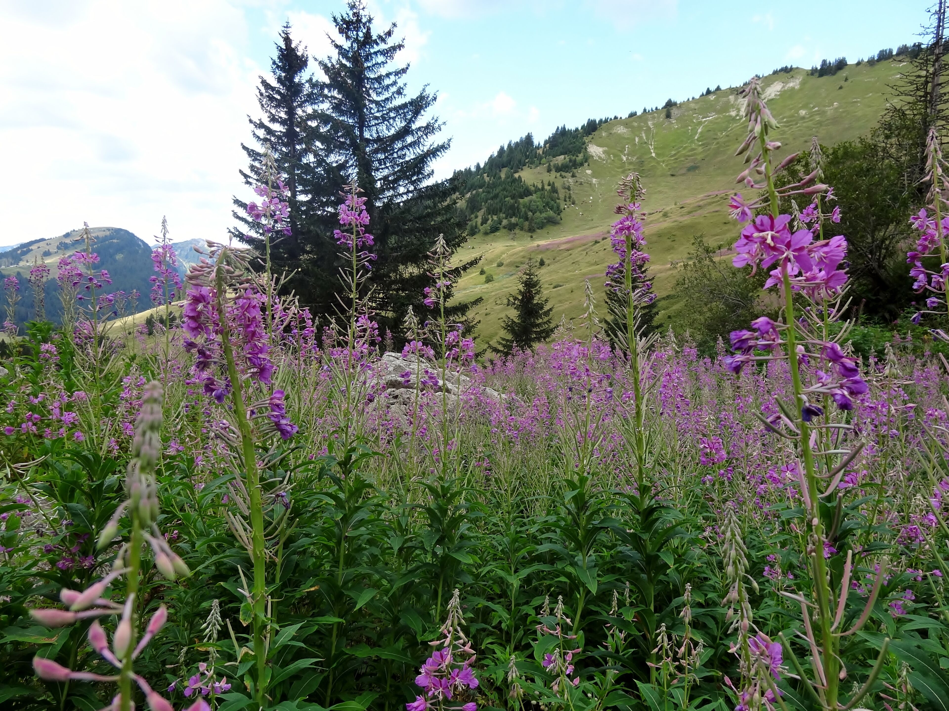 74360 Vacheresse, France