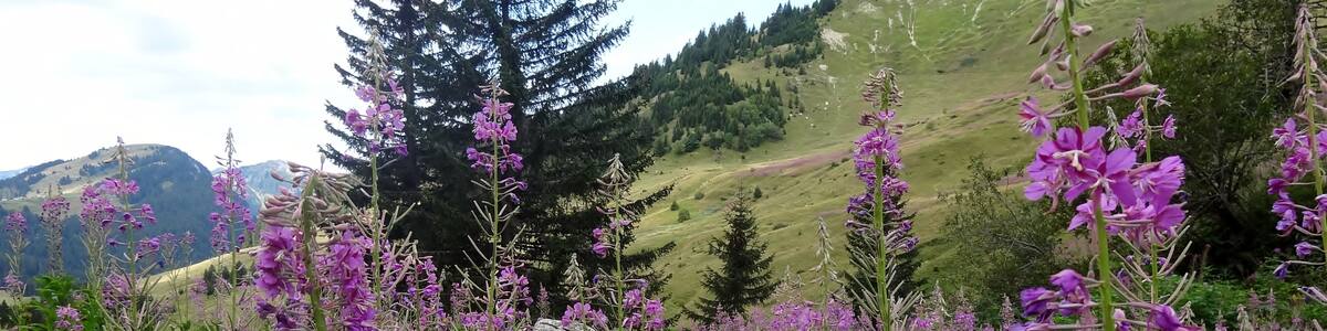 Ein Feld voller lila Blumen mit einem Berg im Hintergrund.