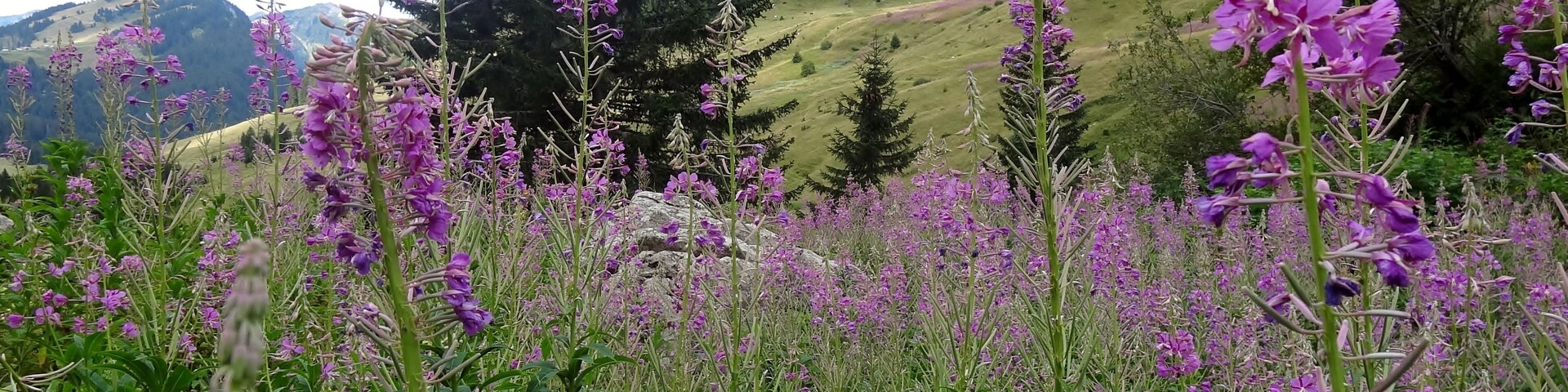 Un campo de flores moradas con una montaña al fondo.