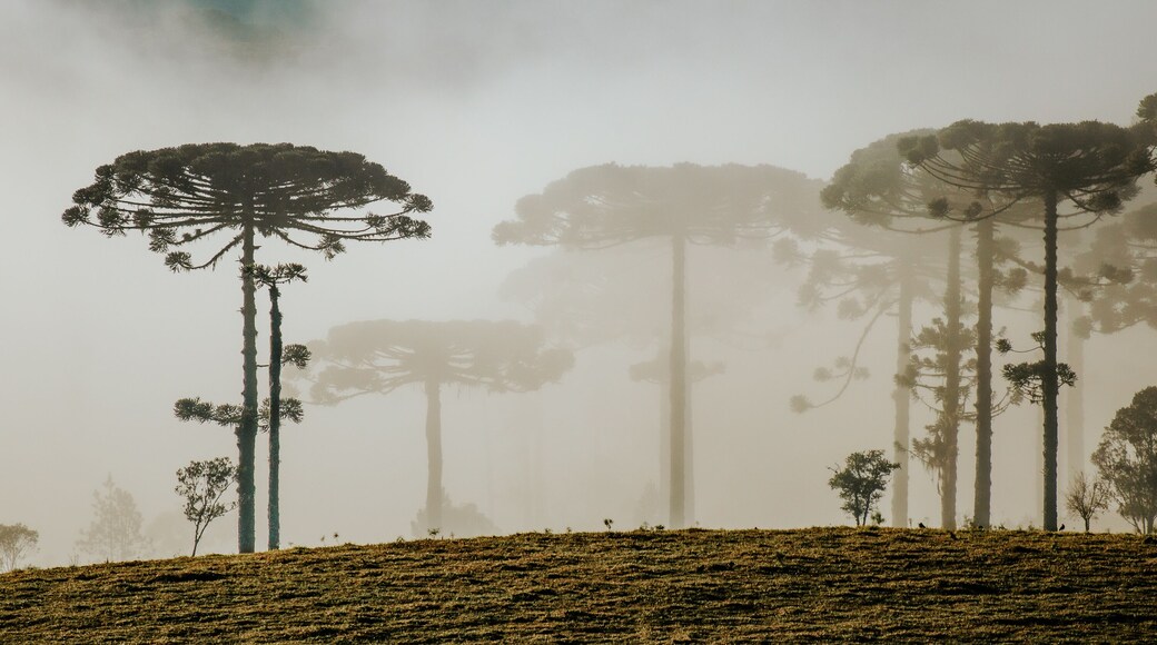 Floresta Capão de Pinheiro Araucária Paraná brasil