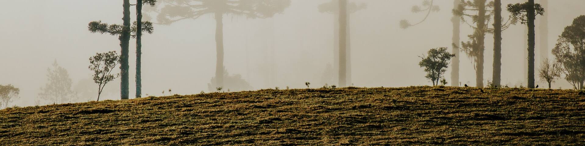 Floresta Capão de Pinheiro Araucária Paraná brasil