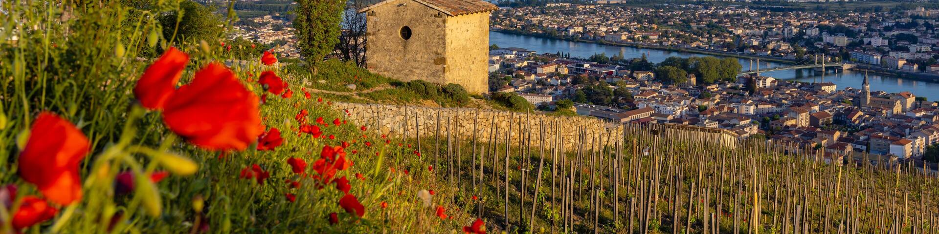Grand cru vineyard and Chapel of Saint Christopher, Tain l'Hermitage, Rhone-Alpes, France