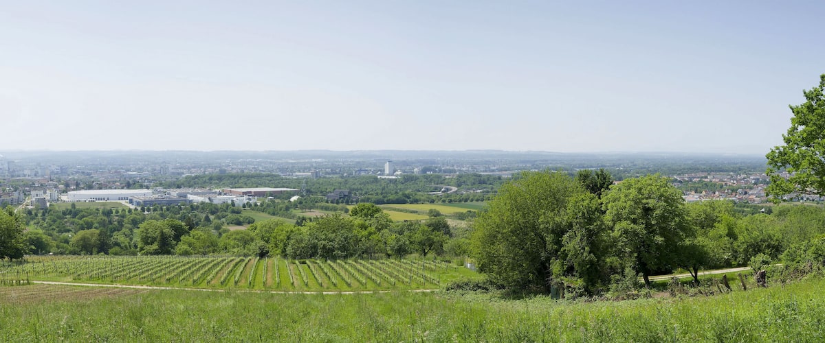 A vineyard with rows of grapevines, a cityscape in the background, and a clear sky.