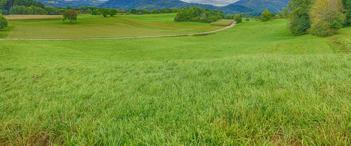 A lush green field with a winding path, rolling hills, and a cloudy sky.