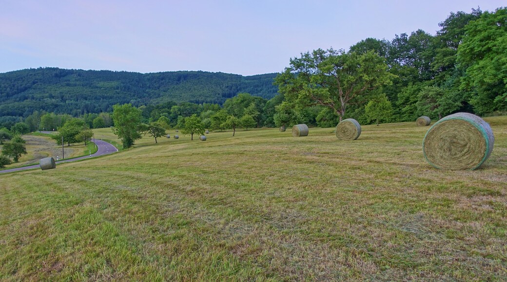 Streuobstwiese, Kulturlandschaft um Wehr (Baden), SĂŒdschwarzwald