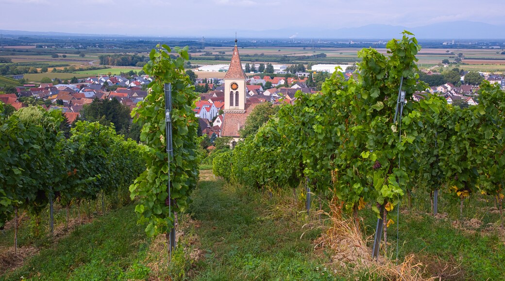 View from the vineyards down to the village of Auggen.