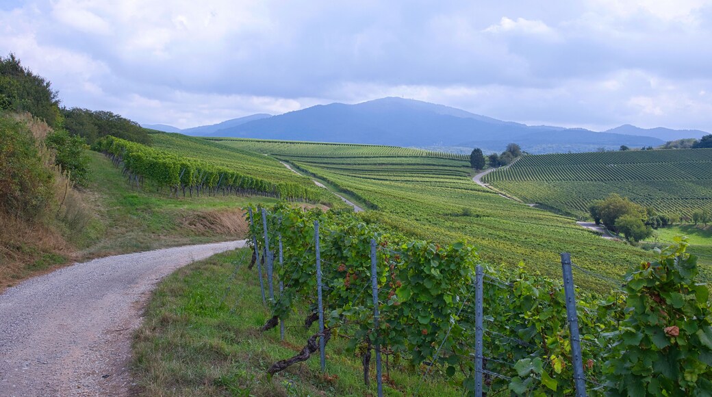 Vineyards near Auggen in the South German region.