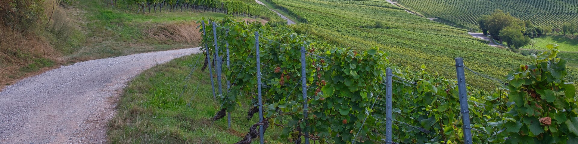 Vineyards near Auggen in the South German region.