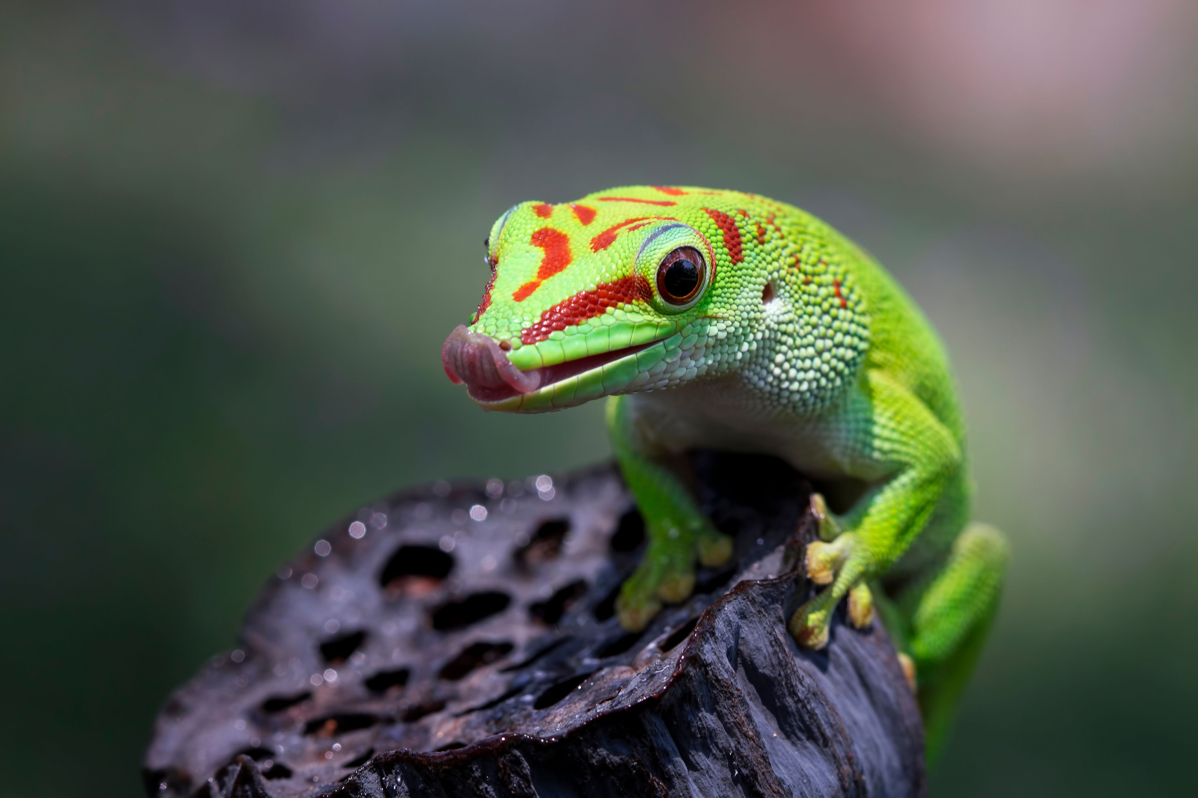 A green gecko with red markings on a dark, textured surface.