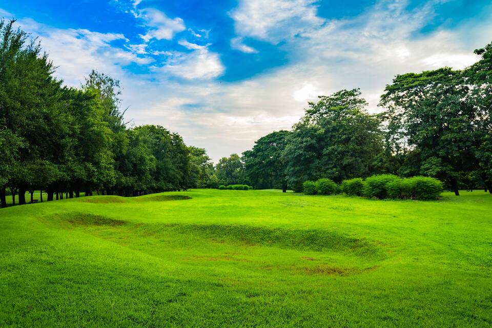 A lush green park with trees and a clear sky.